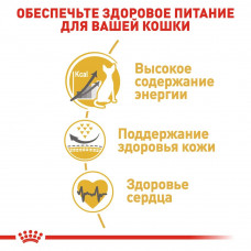 Royal Canin Sphynx Adult (Рояв Канін Сфінкс) сухий корм для котів породи сфінкс від 12 місяців 10 кілограмів.