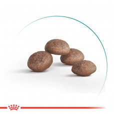 Royal Canin Ageing 11+ (Роял Канин Эйджинг 11+) сухой корм для стареющих кошек старше 11 лет