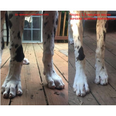 Canina Canhydrox GAG (Каніна Кангідрокс ГАГ) Холопроторор для кісток для собак і котів при дефіциті Са і Р 200 г. (120 таблеток)