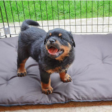 Загін-манеж для собак і цуценят Ferplast Dog Training (Ферпласт Дог Тренінг)