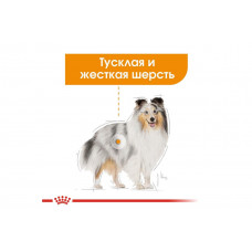 Royal Canin Coat Care (Роял Канін Коат Кер) вологий корм для собак з тьмяною і жорсткою шерстю 85 г х 12 шт.
