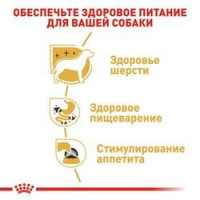 Royal Canin Chihuahua (Роял Канін Чихуахуа Едалт) вологий корм для собак породи чихухуа від 8 міс. 85 г х 12 шт