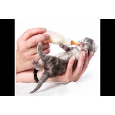 Beaphar Lactol Kitty Milk (Беафар Лактол Китти Милк) заменитель кошачьего молока для котят с рождения 250 г.