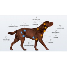 NexGard Spectra XS (Нексгард Спектра XS) таблетки від кліщів, бліх і гельмінтів для собак вагою від 2 до 3.5 кг